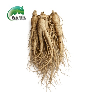 Organic Wild Ginseng Herb