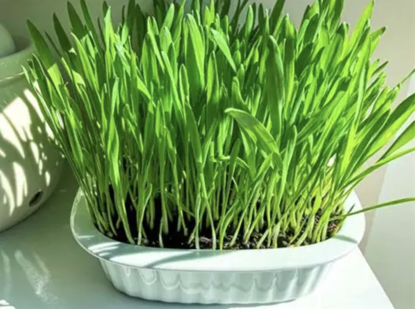 Ingrediente en polvo de hierba de cebada Barley Grass Powder Ingredient
