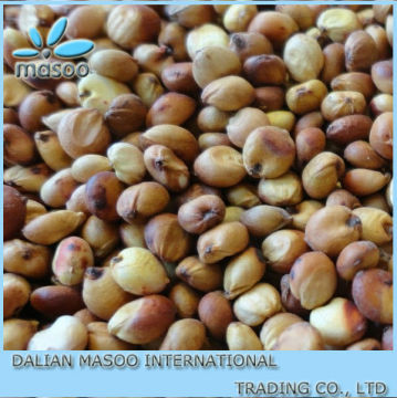 Bulk White Sorghum For Animal Consumption