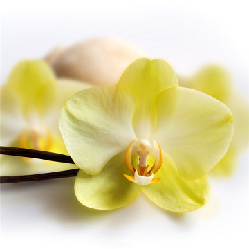 Pure Natural Vanilla Essential Oil