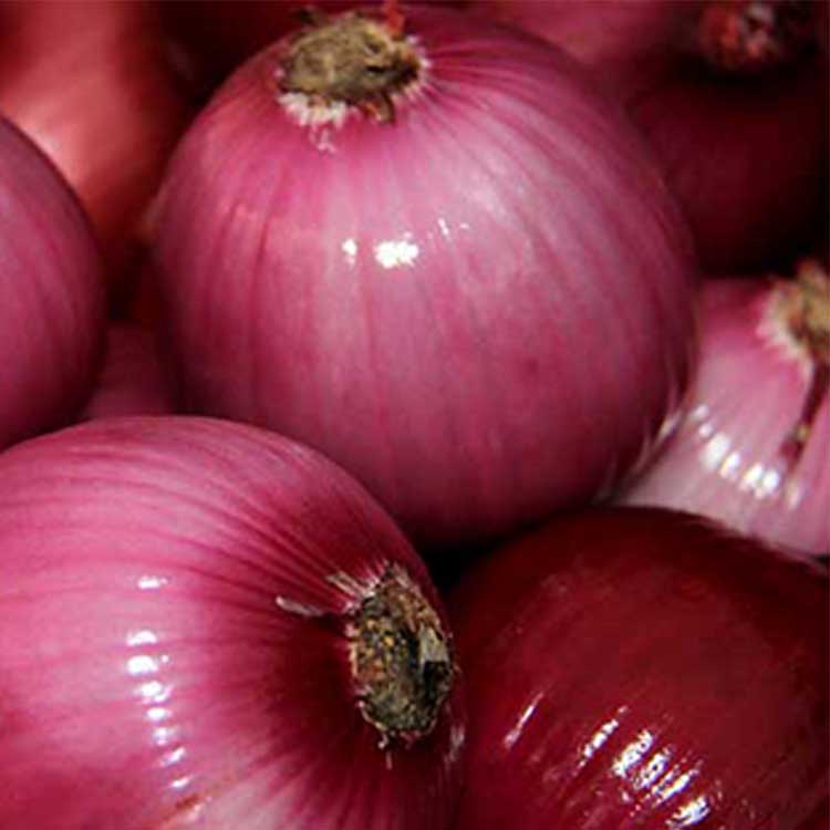 Red fresh onion from shandong