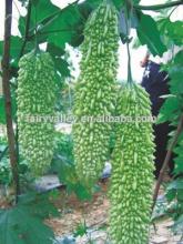 Hybrid Bitter Gourd Seeds Bitter melon balsam pear seeds For Growing-Spring Show F1