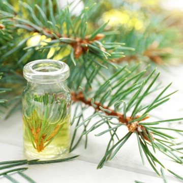 High concentrate white fir essential oil