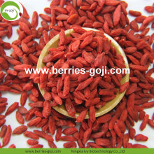 Till salu Anti Tumor Hälsosam Common Goji Berry