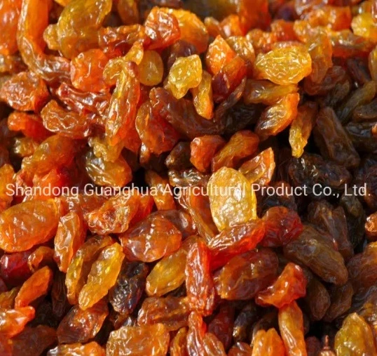 Golden/ Green High Grade Raisins Xinjiang