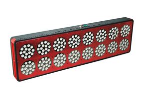 600W Cidly high PPF LED grow light for lettuce grow in greenhouse, lettuce plant led grow light