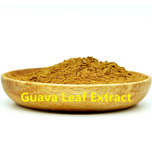 Extracto de hoja de guayaba en polvo 10: 1 orgánico