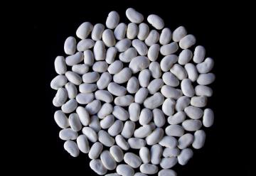 Export White kidney Bean