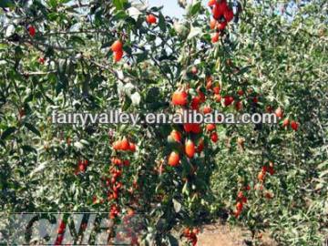 Buy Your Own Goji Berry Seeds For Growing Good Fresh Health benefits of goji berries