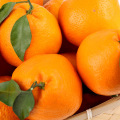 Fresh orange fruit green as export oranges