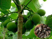 2015 Newest Jatropha curcas L . Seeds For Growing