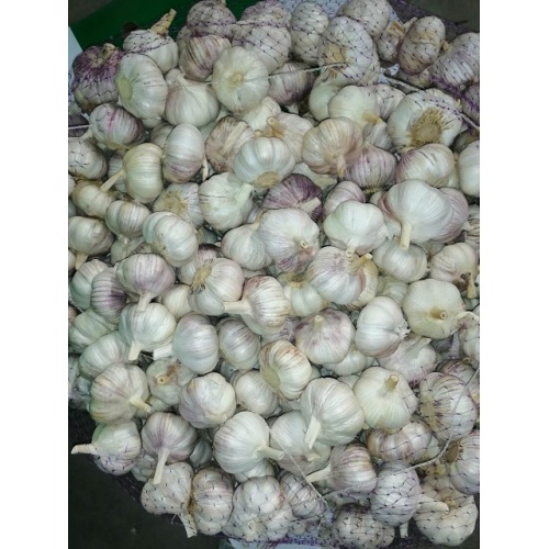 storing fresh new crop garlic