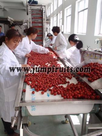 dates palm processing drying machine with turn key solution