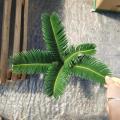 Cycas revoluta 90#AA CLASS