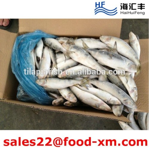 Live sardine Fish on Sale