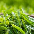 Chinese Green Tea Essential Oil