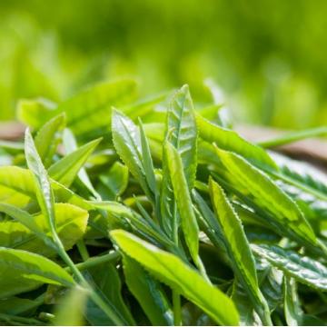 Óleo essencial de chá verde chinês