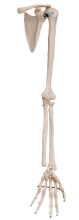 The upper extremity of the clavicular bone