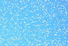 Diamond Micron Particles Abrasives