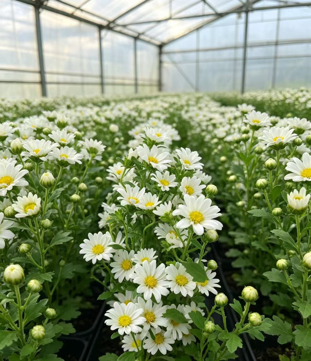 মিনি স্প্রে সাদা ক্রাইস্যান্থেমাম Mini Spray white chrysanthemum