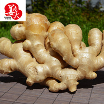 Super Quality Chinese Fresh or Air Dried Ginger