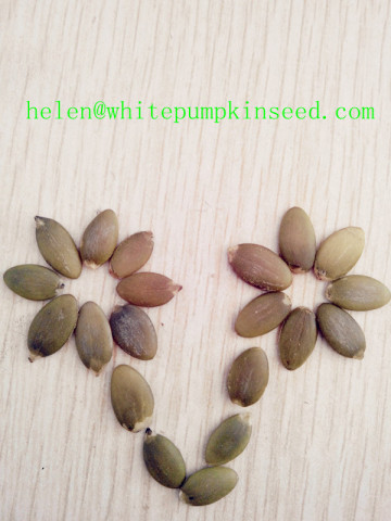 New Crop High Quality Shine Pumpkin Seed Kernels