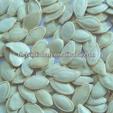 Chinese herb of pumpkin seed