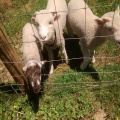 Cerca de fazenda de veados de arame galvanizado para cabra de fazenda