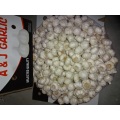 Good Quality Pure White Garlic 2020