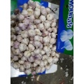 can fresh garlic be refrigerated