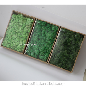 A Grade Preserved Moss China: Pure Moss Wholesale From Kunming