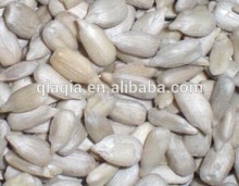 Sunflower kernel