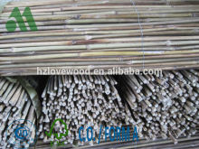 tonkin canes for plantation/nursery/garden