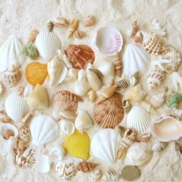 Hot Items Beautiful Shells for Decoration