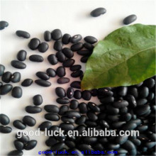 black beans(2015 crop)