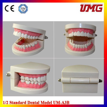 New Dental Teaching Study Adult Standard Typodont Demonstration Teeth Model