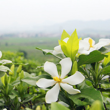 इत्र और मालिश के लिए उच्च गुणवत्ता वाले आवश्यक तेल