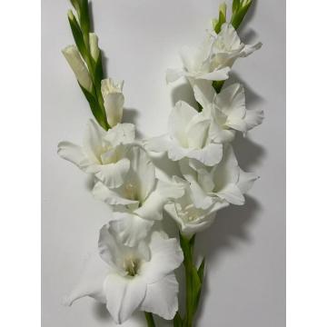 বিবাহের সাজসজ্জার জন্য তাজা কাটা সাদা গ্ল্যাডিওলাস