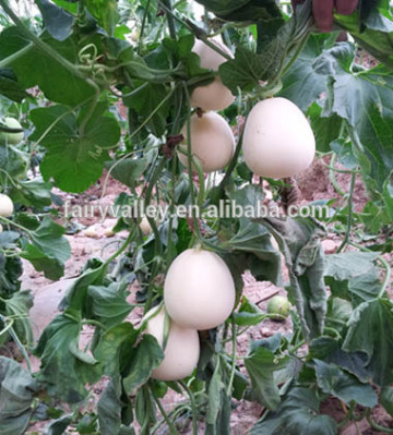 White flesh hybrid F1 white sweet melon seeds For Growing-Sweet Snow