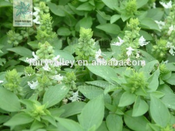 2015 Flower Seeds High Quality Sweet Basil seeds For Planting