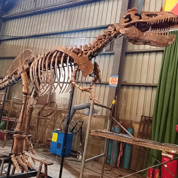 Dinosaur Skeleton Replica for Sale