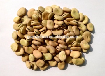 2016 Crop Dry Fava Beans