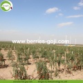 Best Quality Wholesale Nutrition Dried Wolfberries Organic