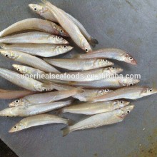 Frozen lady fish/silver silago fish