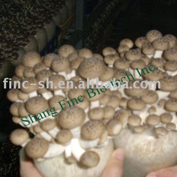 beech mushrooms brown fresh fungus shimeji