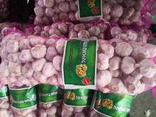 bulb fresh garlic in carton or mesh bag