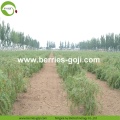 Factory Supply Fruit Packing Herbal Type Goji Berries