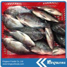 New Coming Fish Frozen Tilapia Gutted