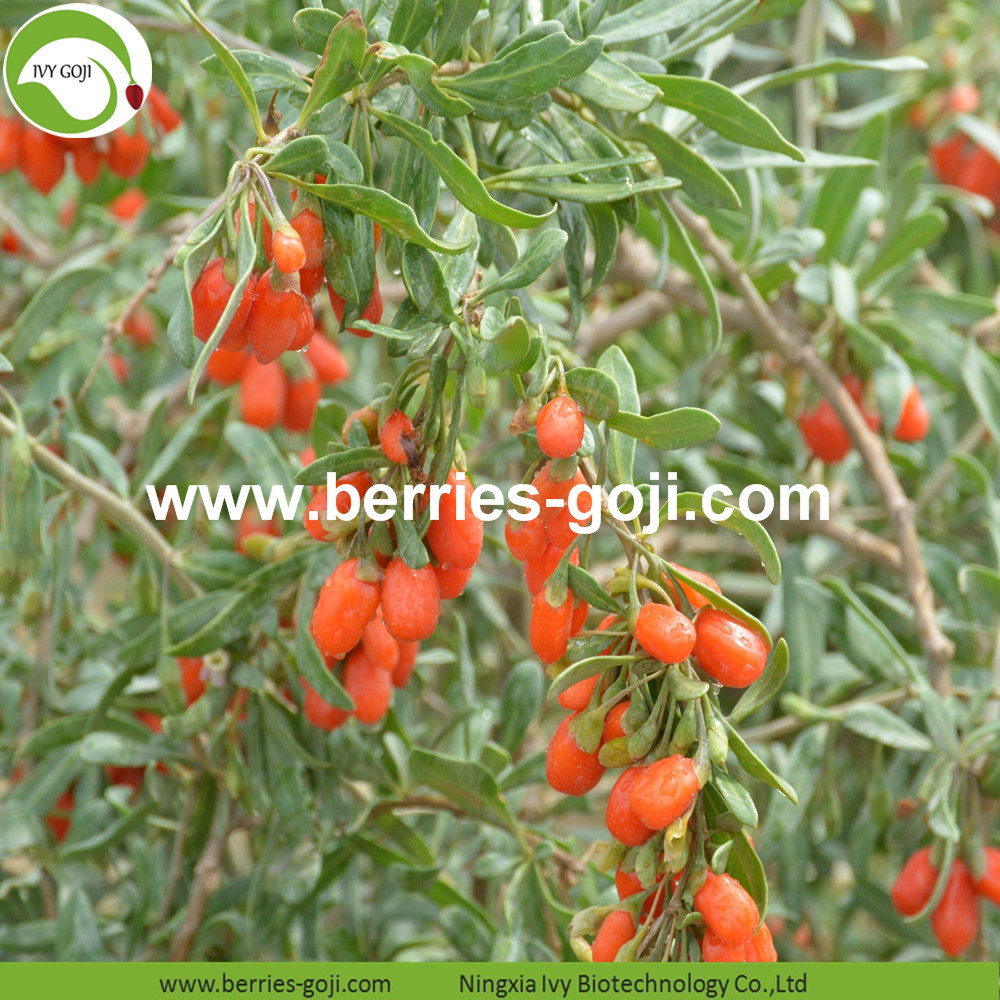 Goji Berries