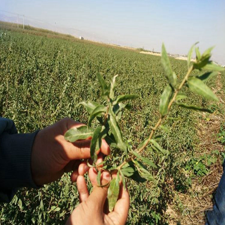 Food Organic Wolfberry Goji Berry Plants For Sale